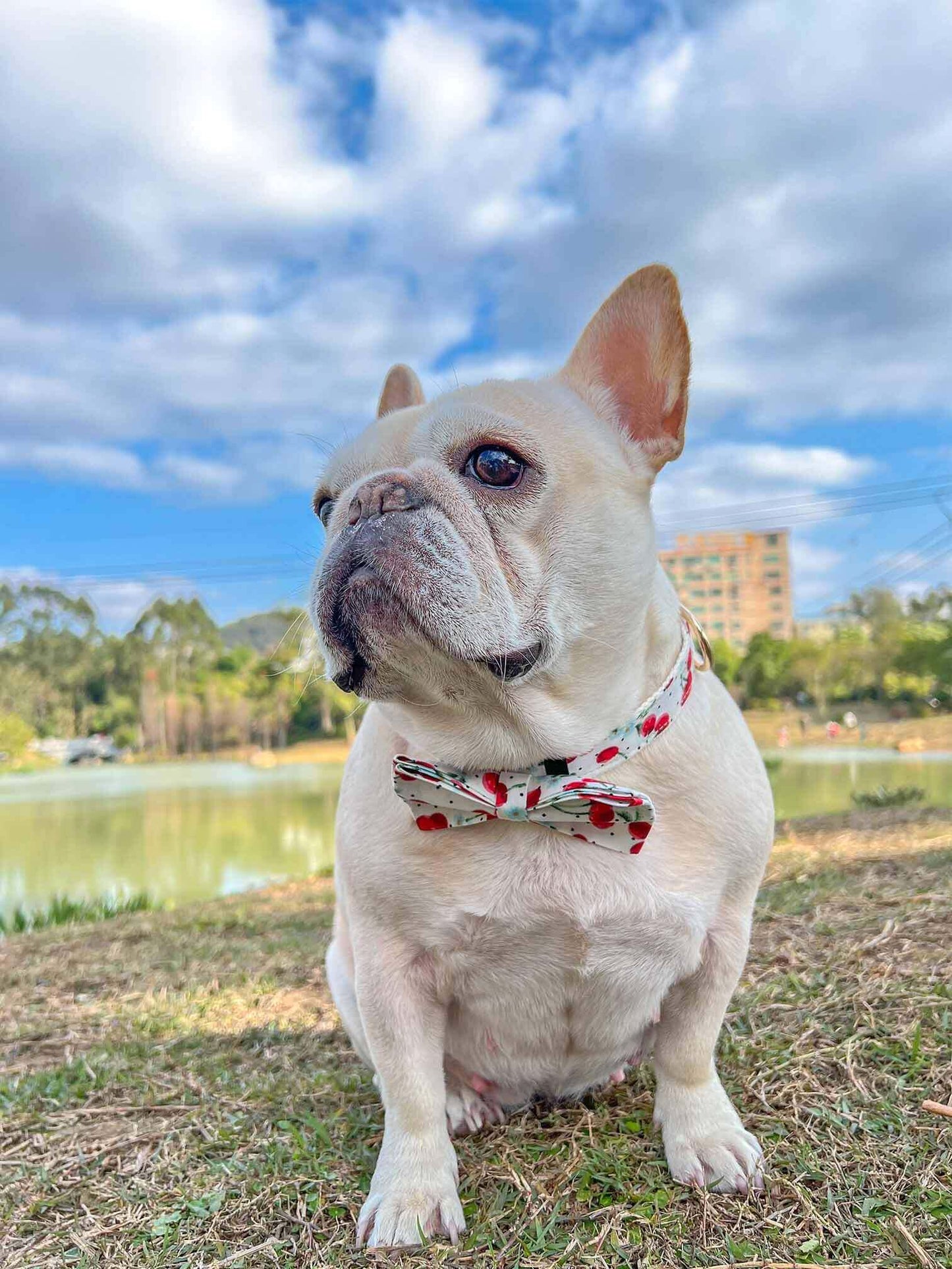 Dog Collar- Cherry - Frenchiely