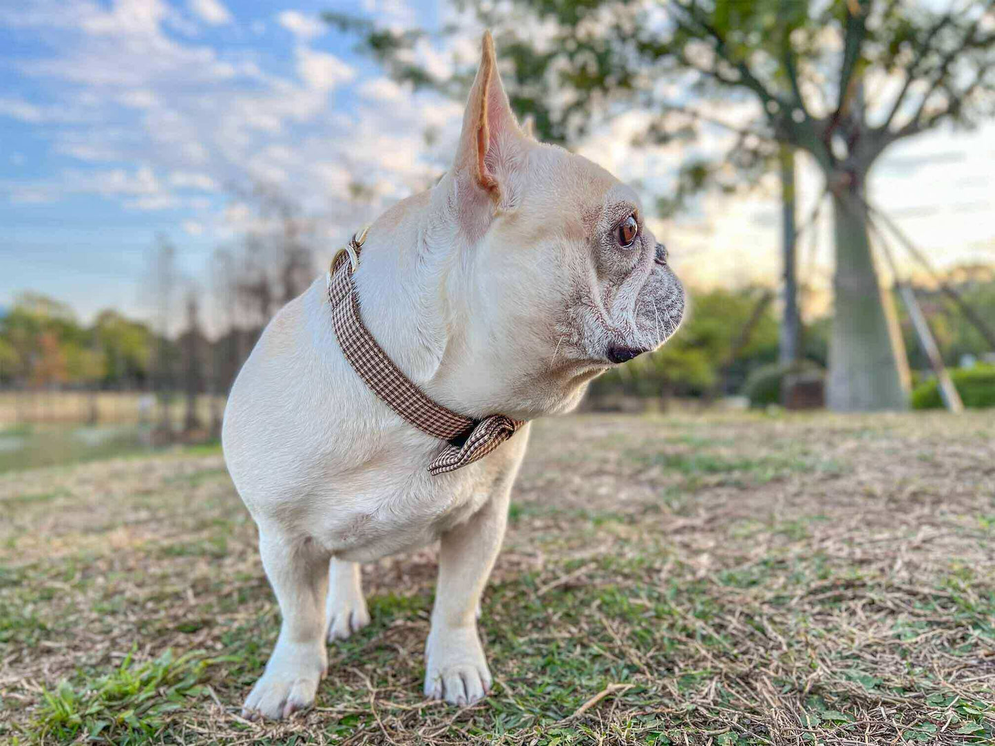 Dog Coffee Leash Set - Frenchiely