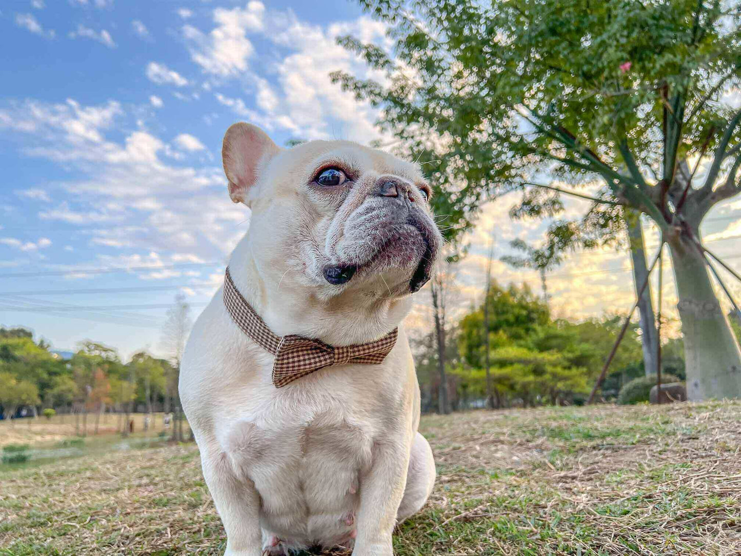 Dog Coffee Leash Set - Frenchiely