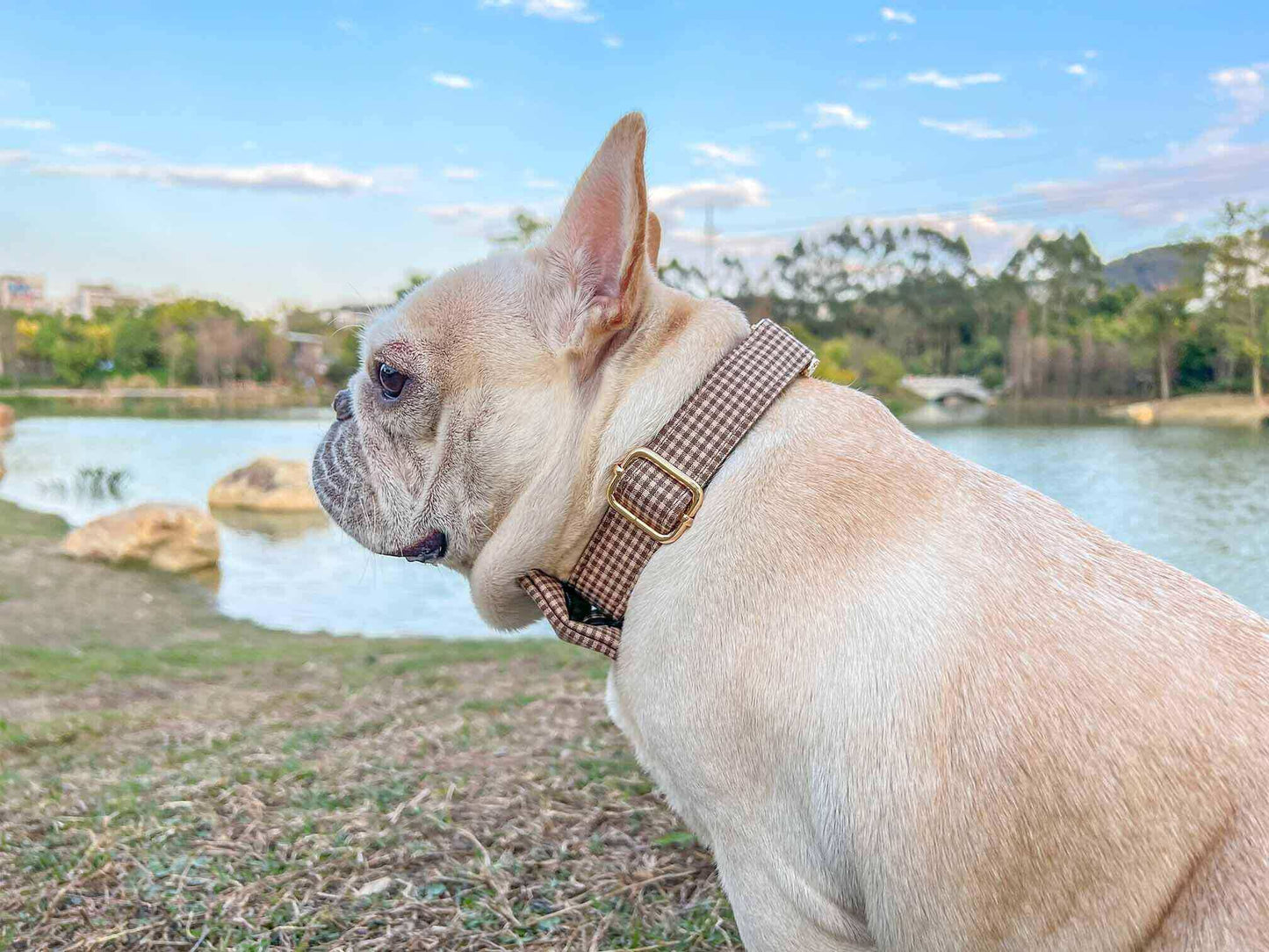 Dog Coffee Leash Set - Frenchiely