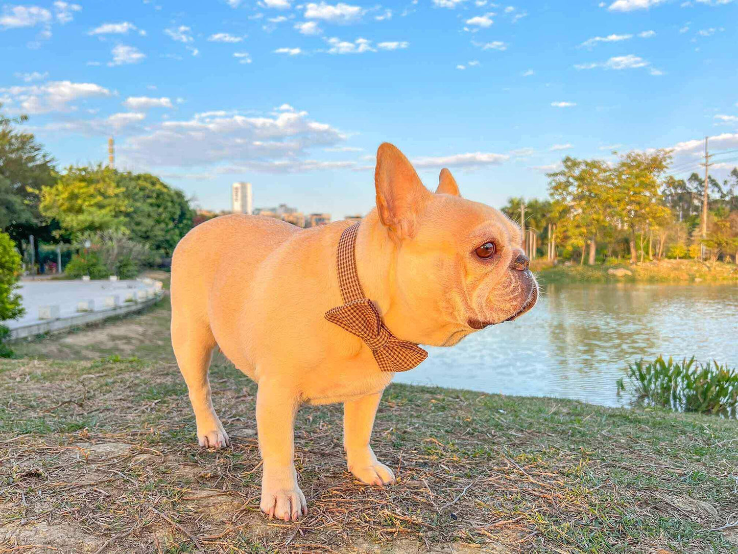 Dog Coffee Leash Set - Frenchiely