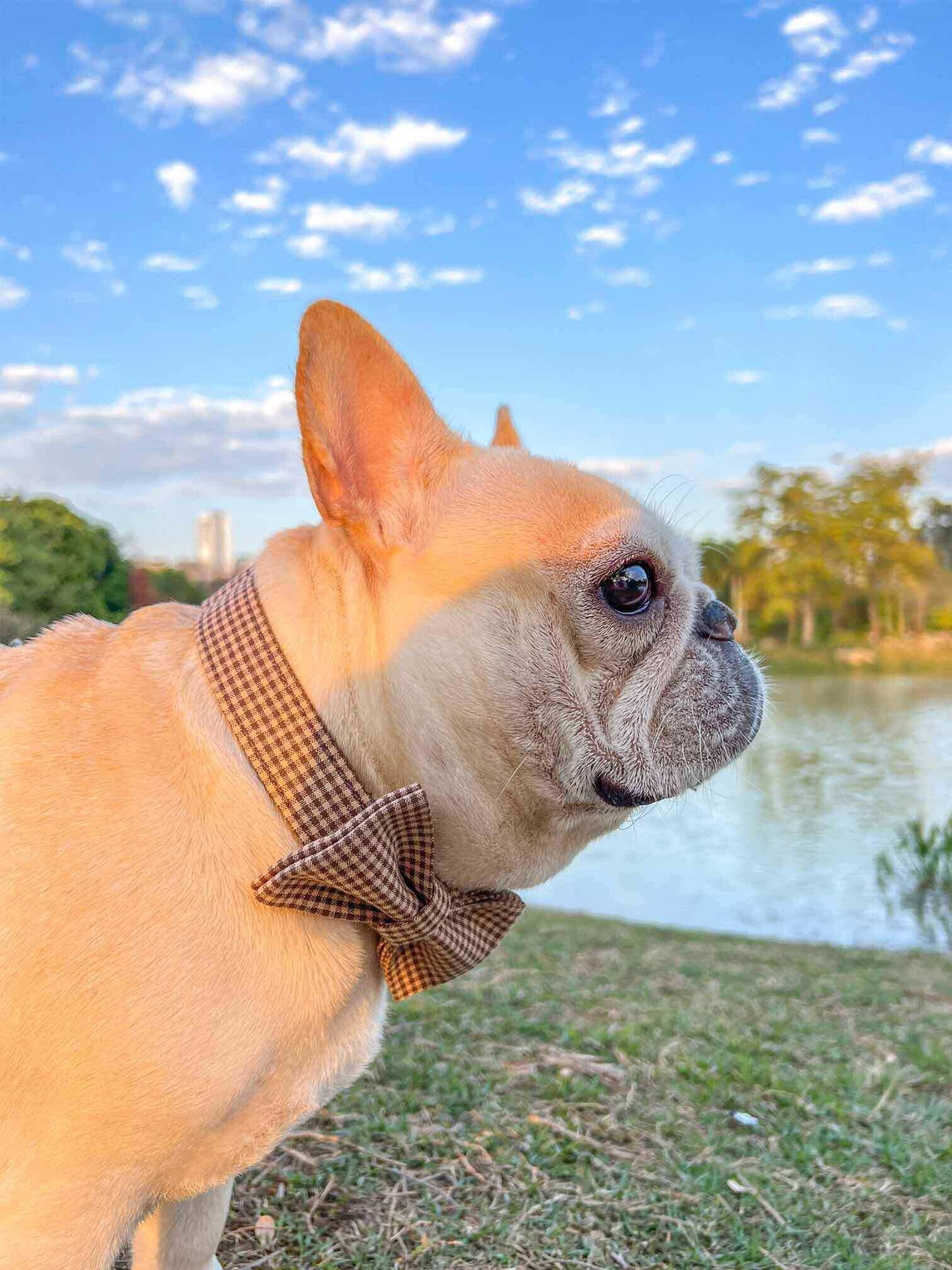 Dog Coffee Leash Set - Frenchiely