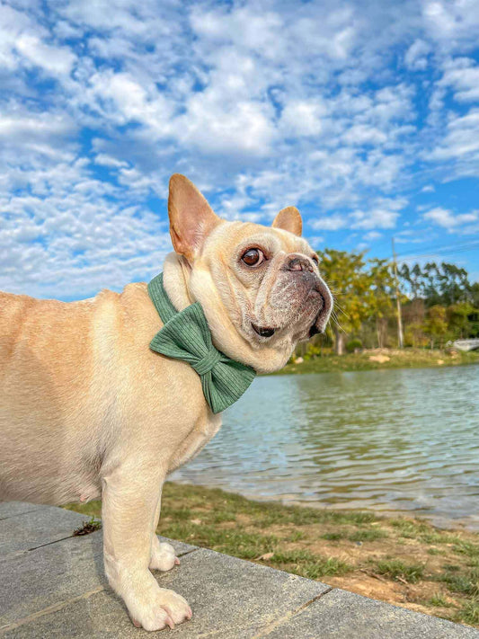 Dog Dark Green Collar - Frenchiely