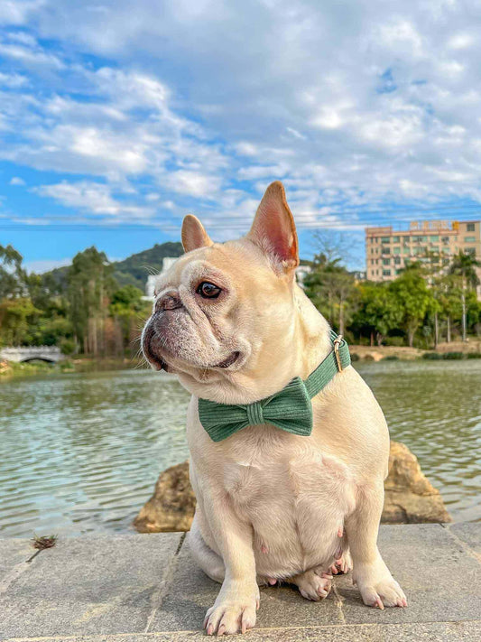 Dog Dark Green Leash Set - Frenchiely