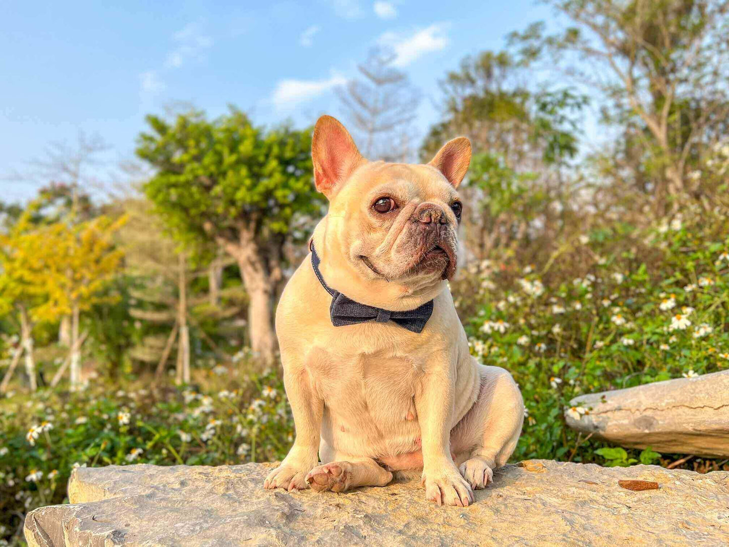 Dog Blue Denim Collar Leash Set - Frenchiely