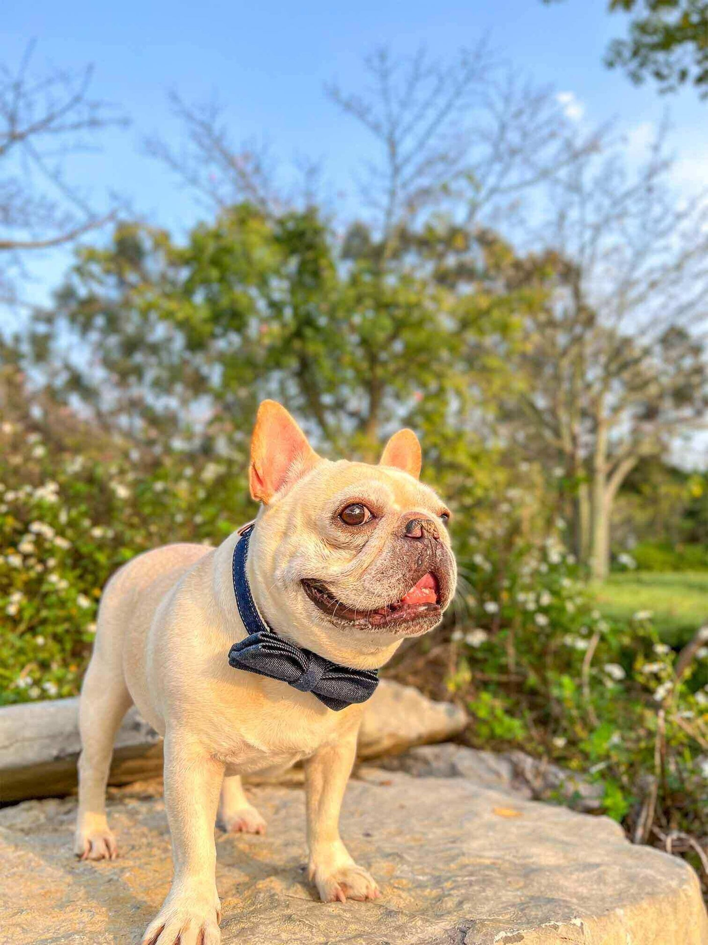 Dog Blue Denim Collar Leash Set - Frenchiely