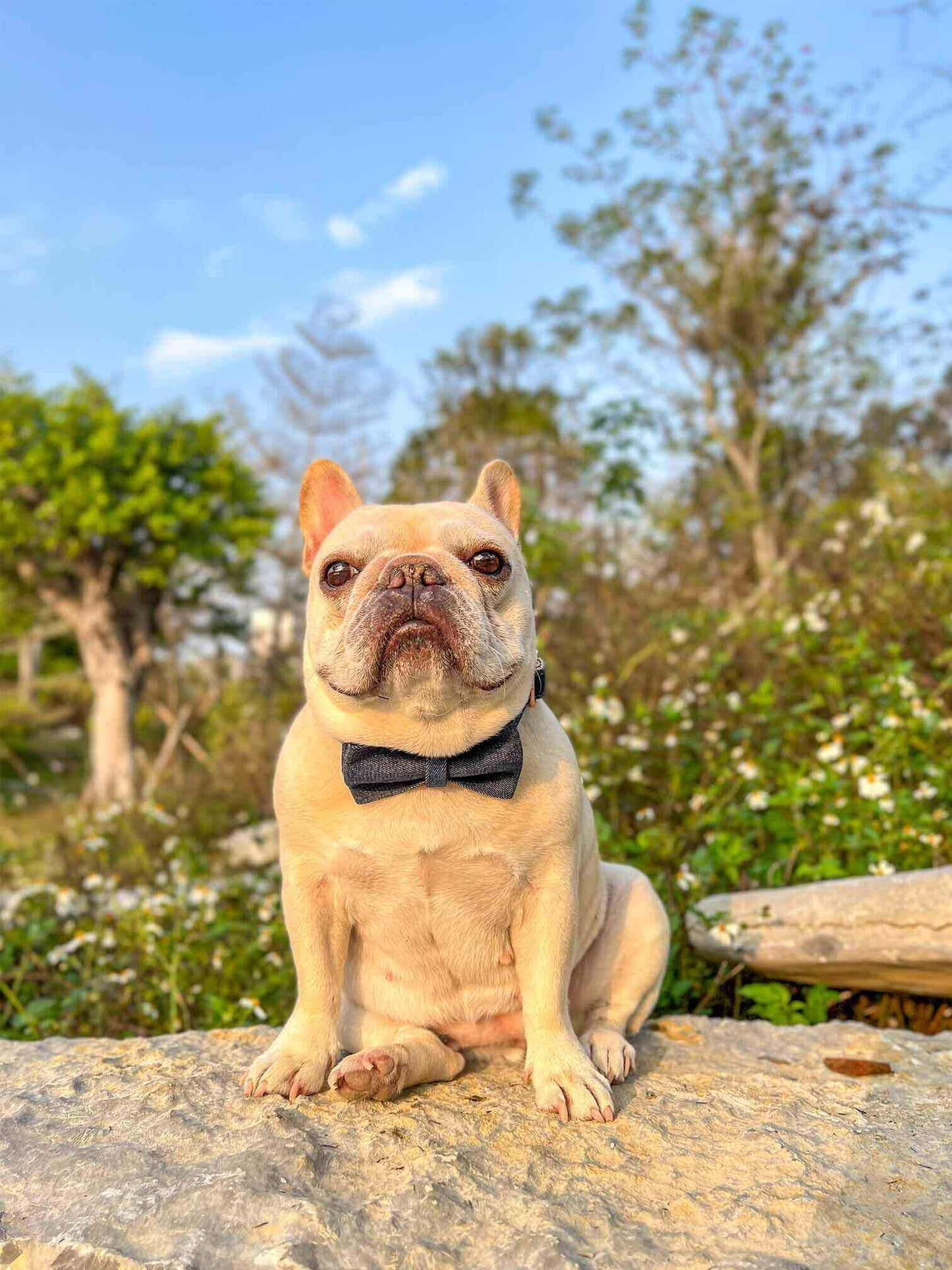 Dog Blue Denim Collar Leash Set - Frenchiely