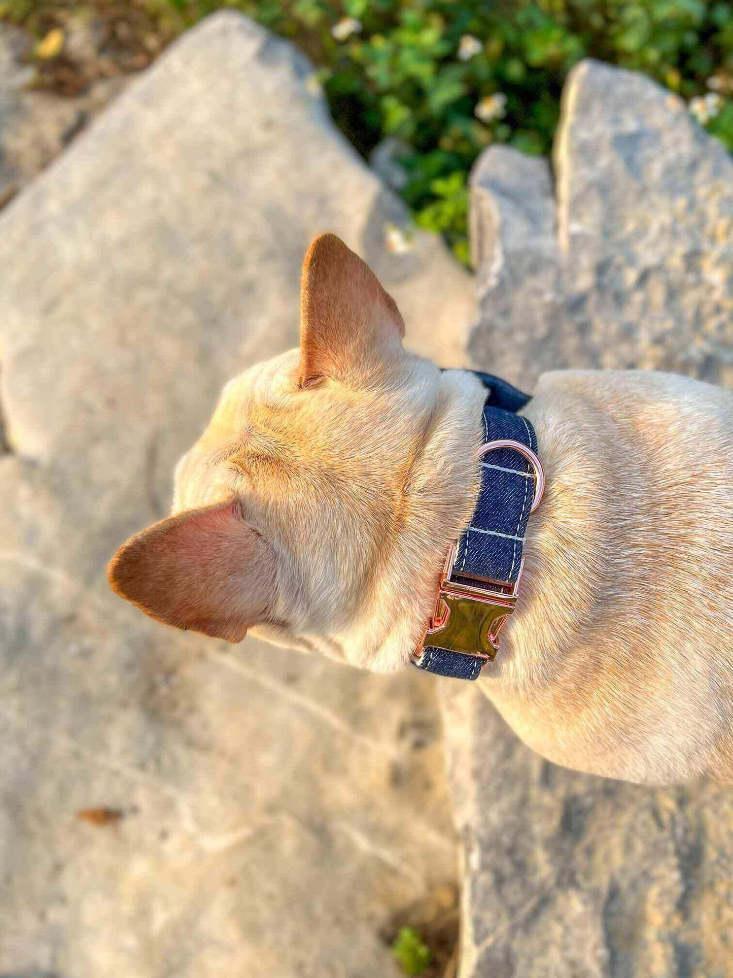 Dog Blue Denim Collar Leash Set - Frenchiely