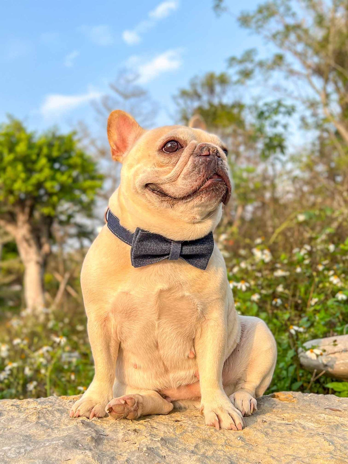 Dog Blue Denim Collar Leash Set - Frenchiely