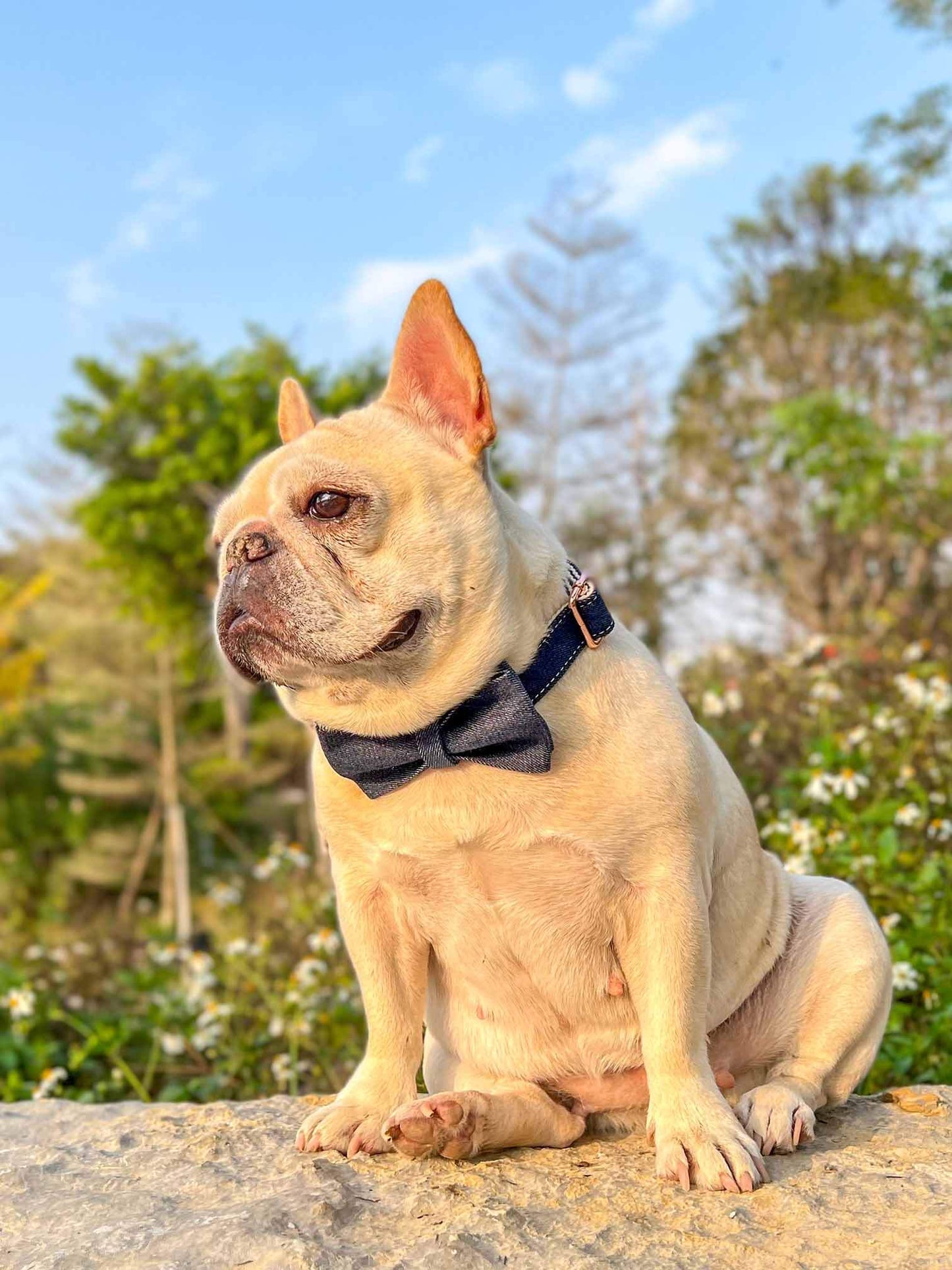 Dog Blue Denim Collar Leash Set - Frenchiely