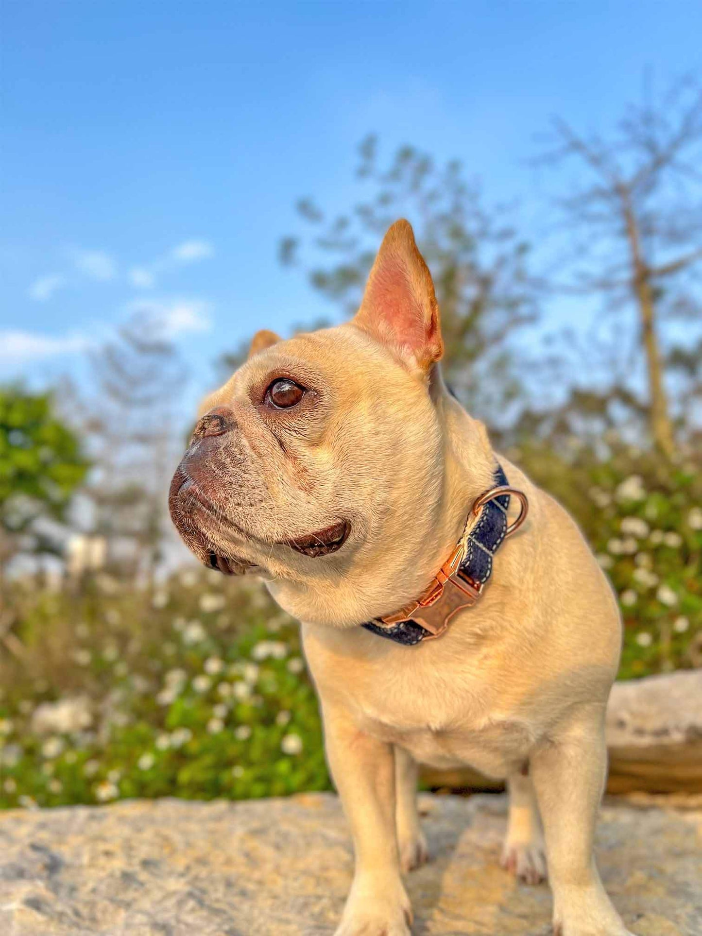 Dog Blue Denim Collar Leash Set - Frenchiely