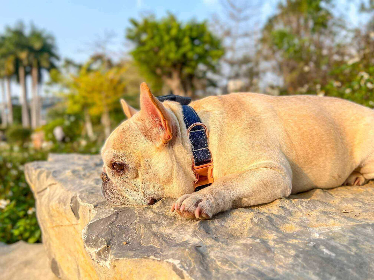 Dog Blue Denim Collar Leash Set - Frenchiely