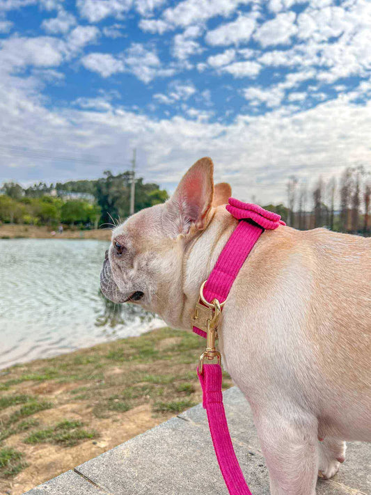 Dog Fuscia Corduroy Leash - Frenchiely