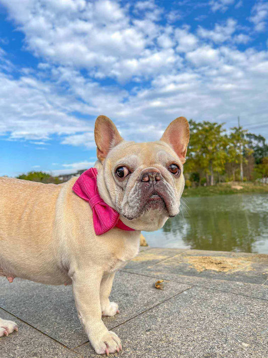 Dog Fuscia Corduroy Collar - Frenchiely