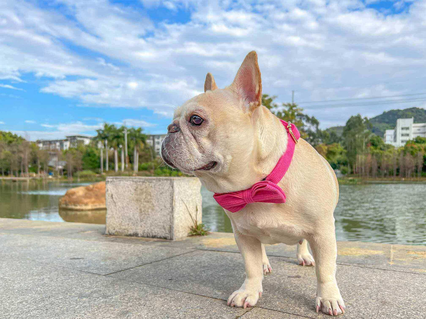 Dog Fuscia Corduroy Collar - Frenchiely