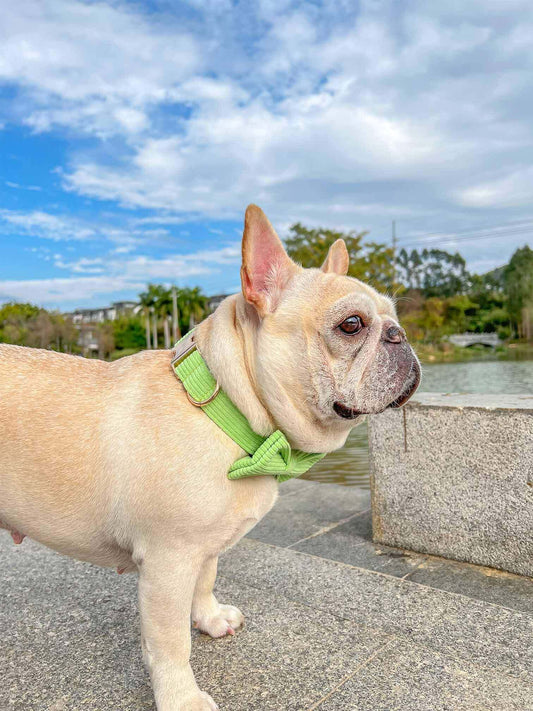 Dog Light Green Collar - Frenchiely