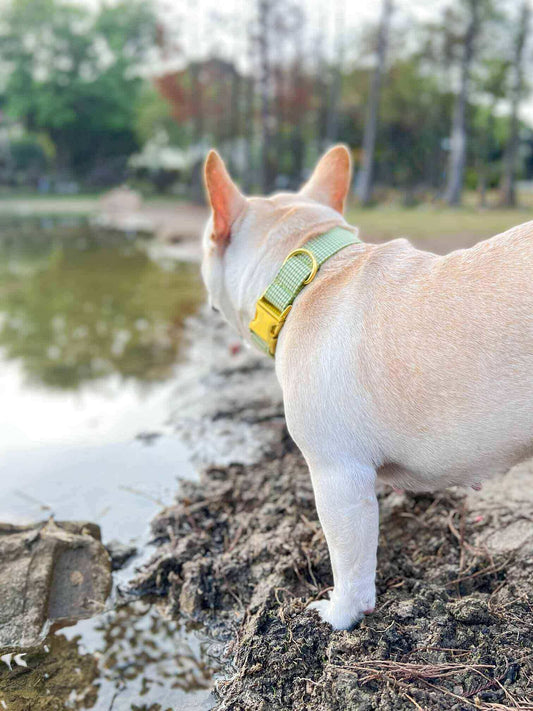 Dog Collar-Avocado - Frenchiely