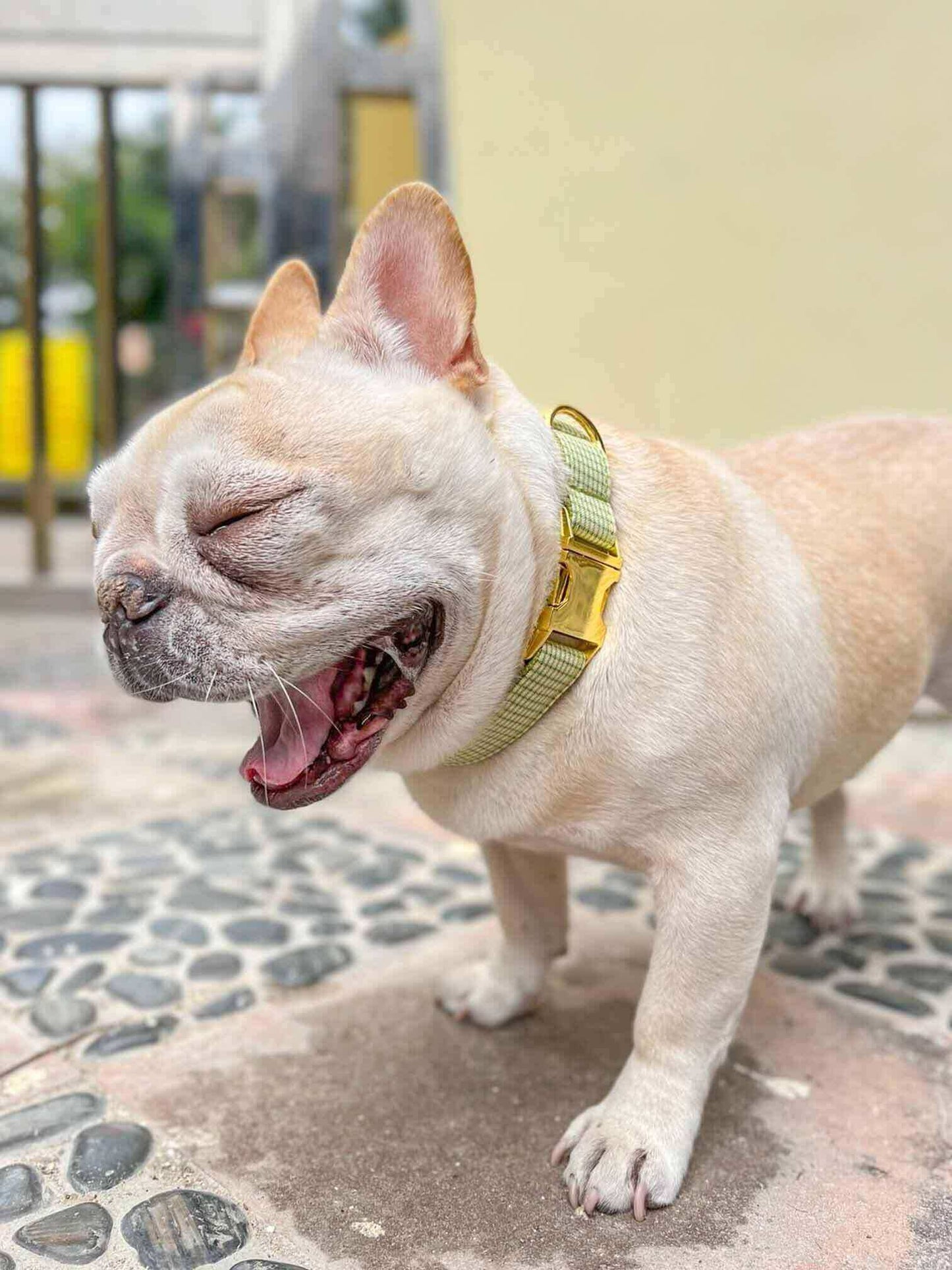 Dog Collar-Avocado - Frenchiely