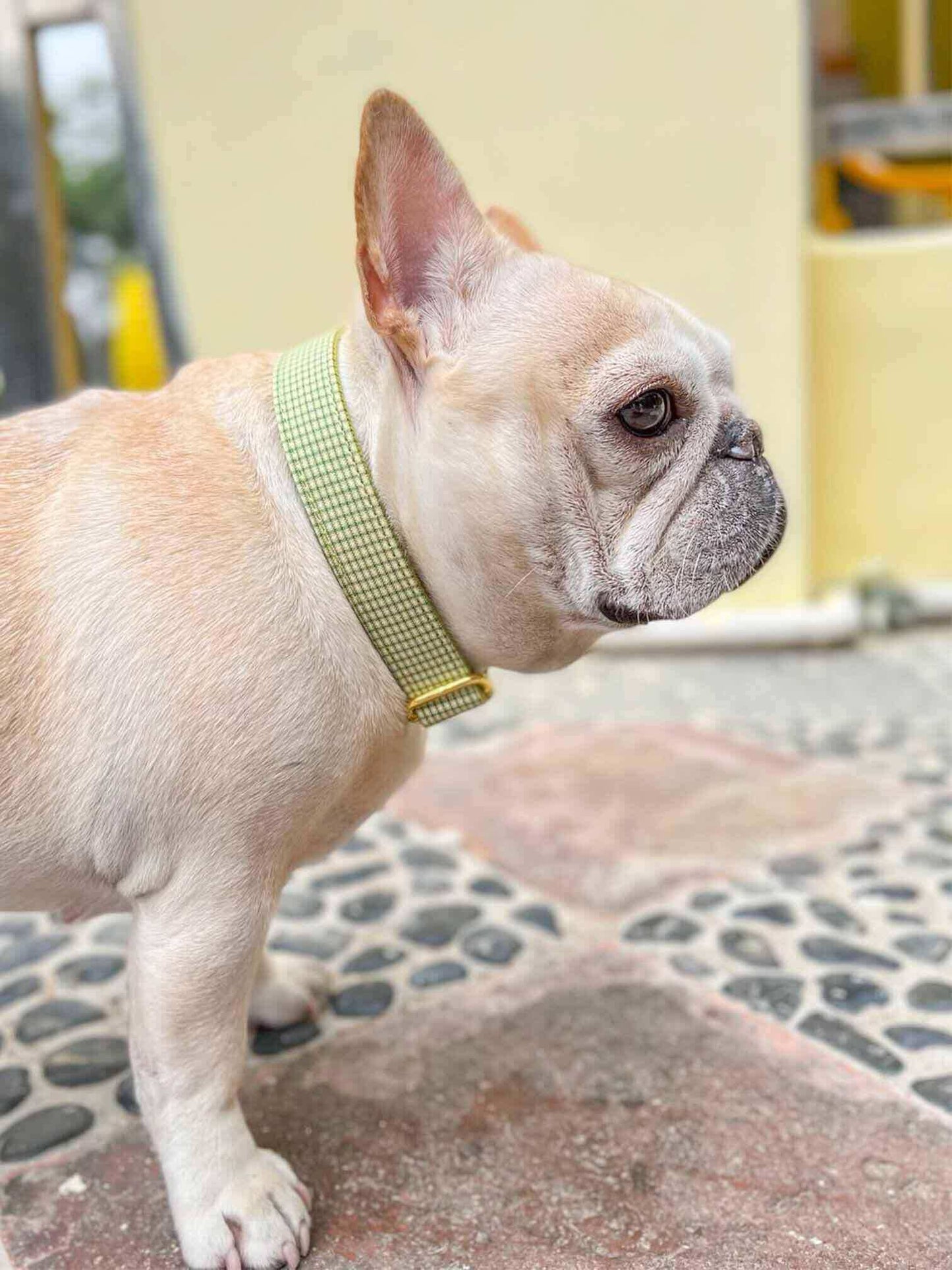 Dog Avocado Plaid Leash Set - Frenchiely