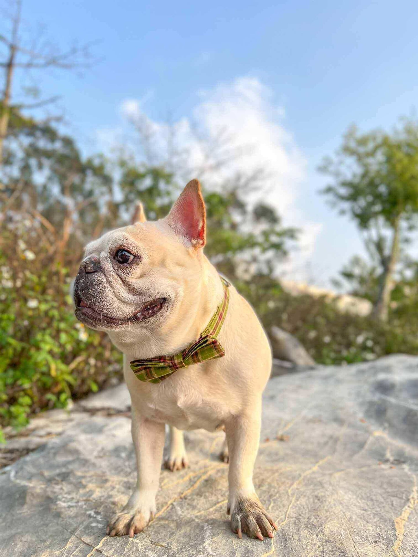 Dog Green Plaid Collar - Frenchiely
