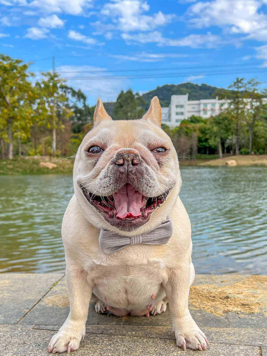 Dog Grey Luxury Collar - Frenchiely