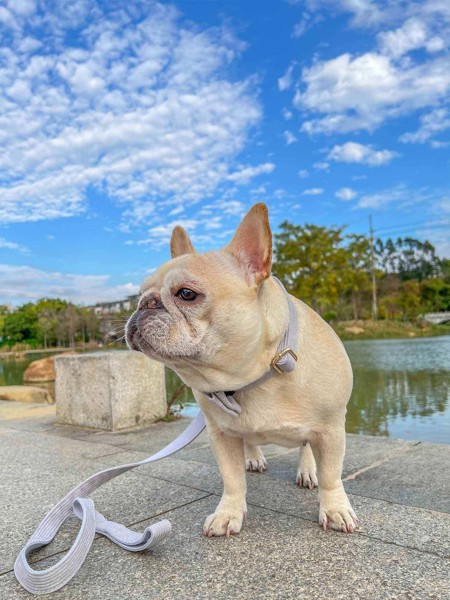 Dog Grey Leash Set - Frenchiely