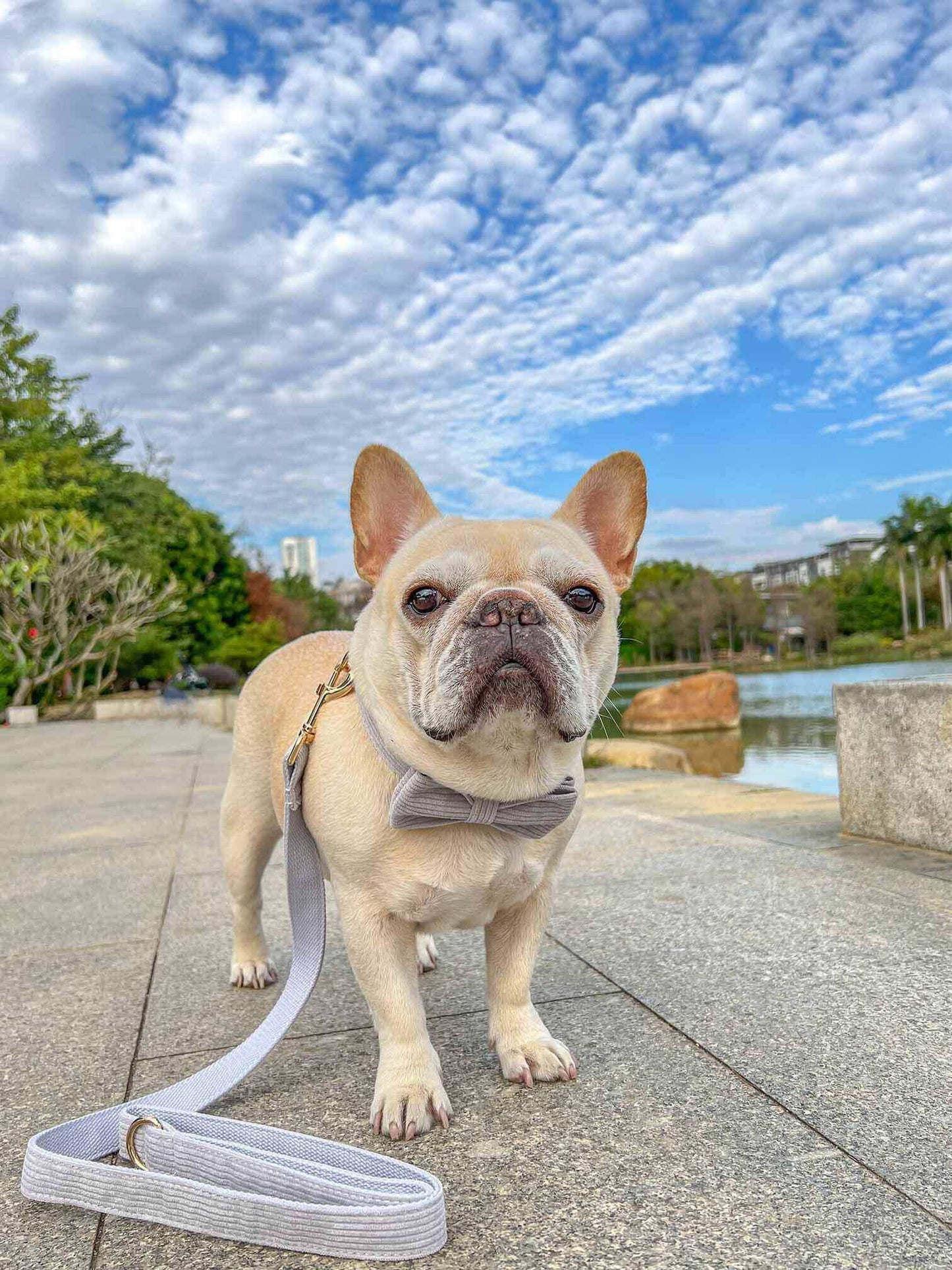 Dog Grey Leash Set - Frenchiely