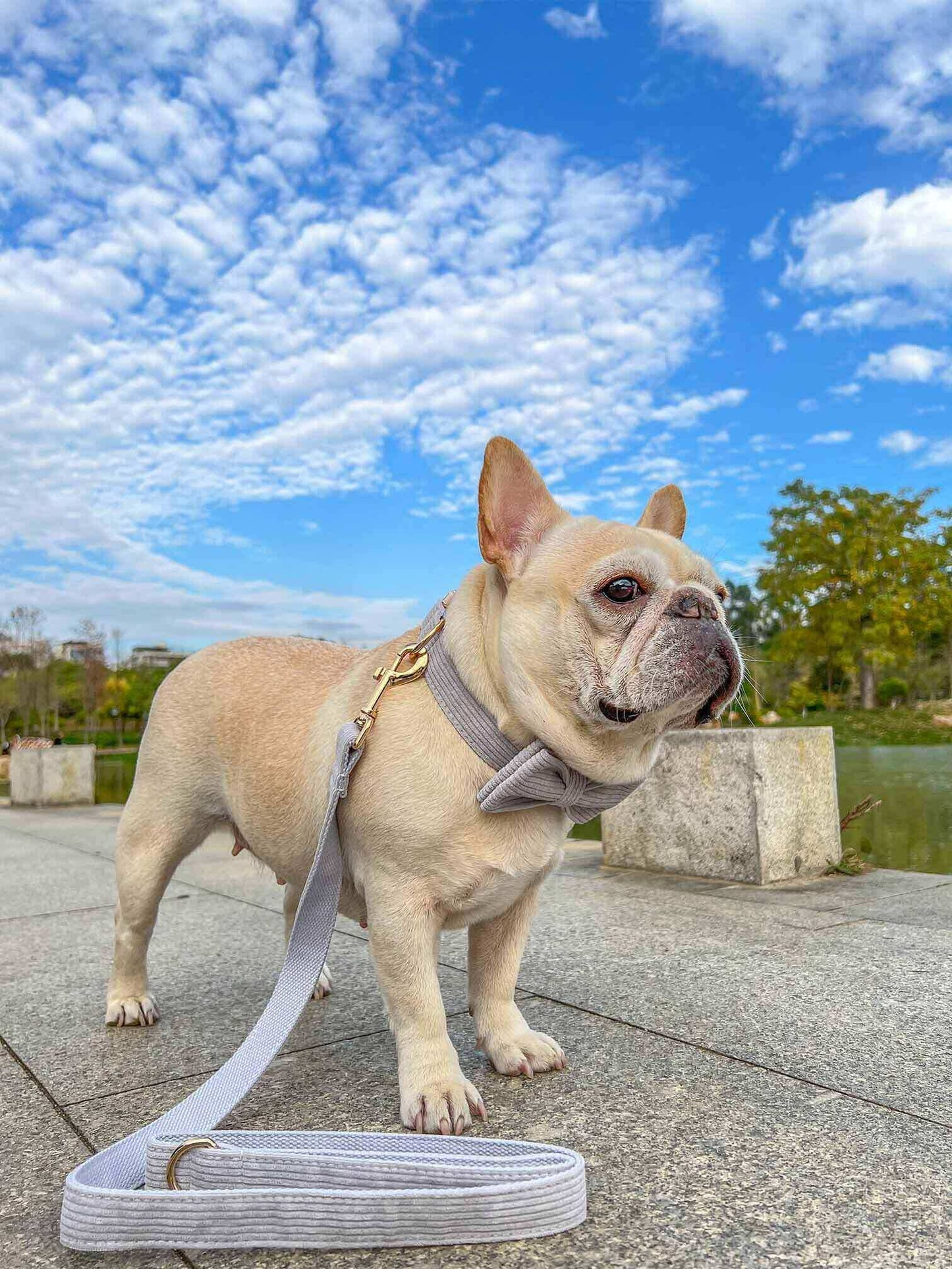 Dog Grey Leash Set - Frenchiely