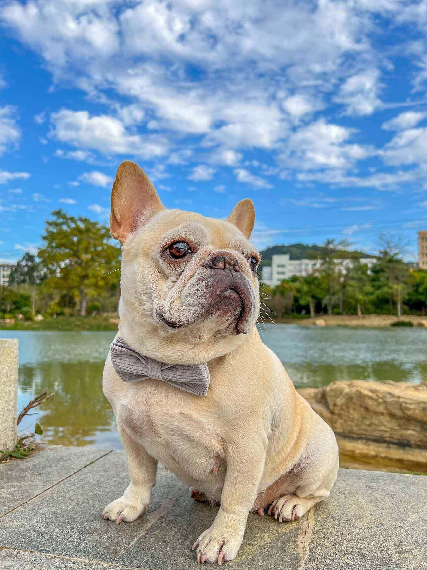Dog Grey Leash Set - Frenchiely