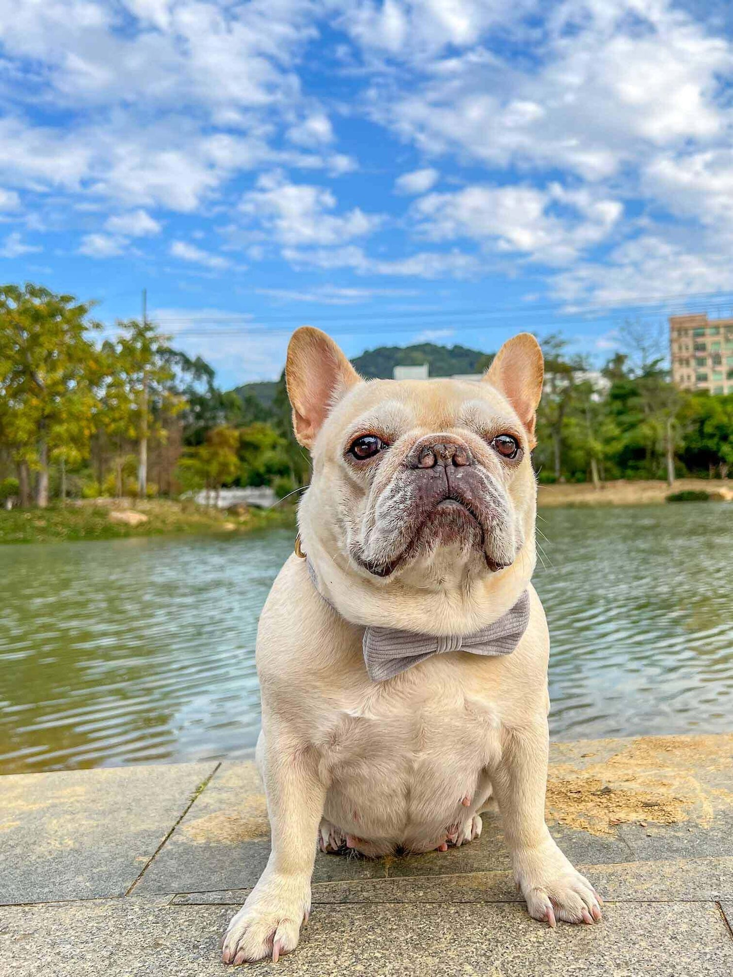 Dog Grey Leash Set - Frenchiely