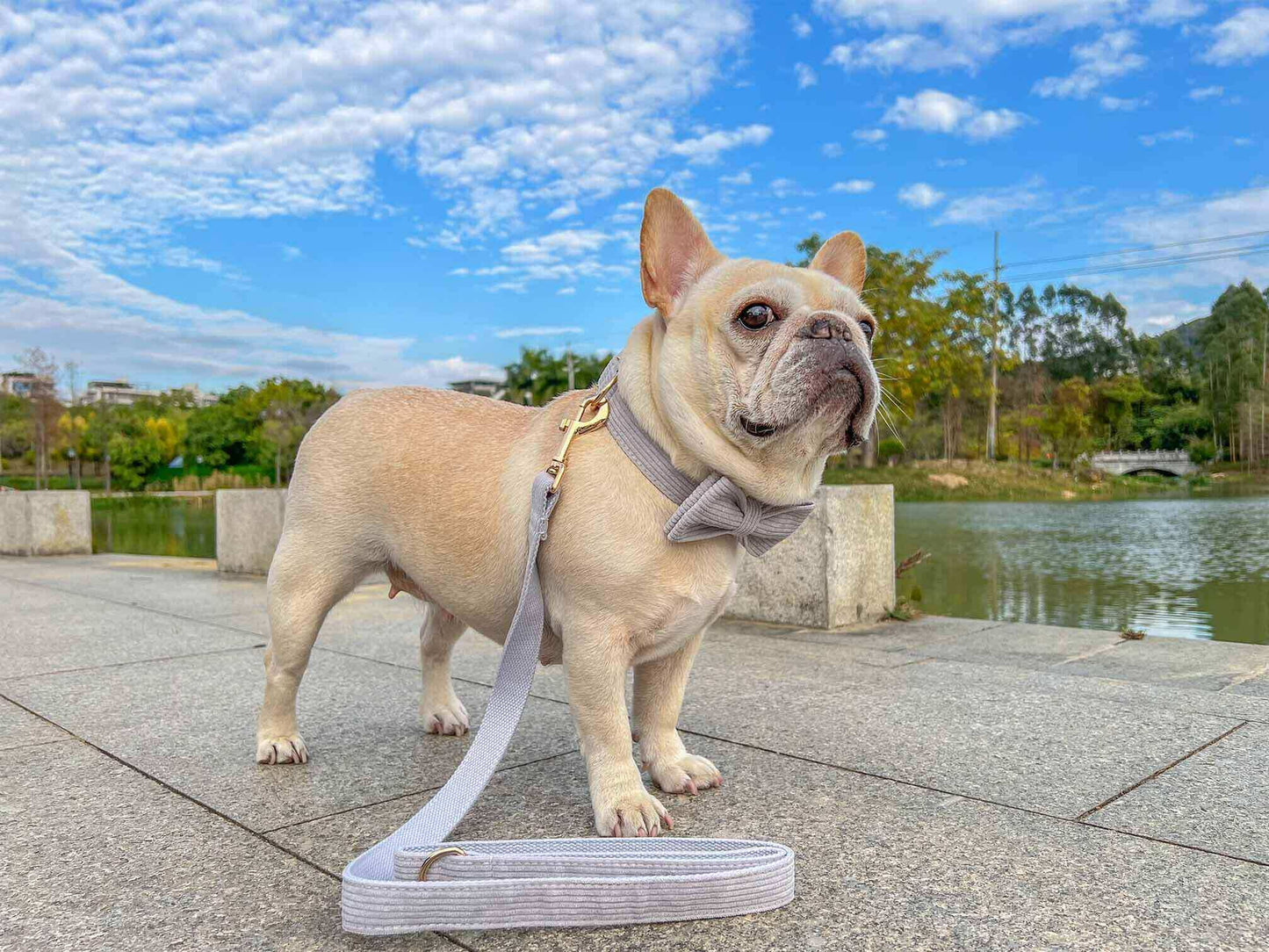 Dog Grey Leash Set - Frenchiely