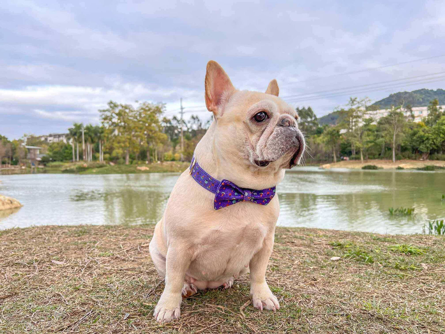 Dog Halloween Collar - Frenchiely