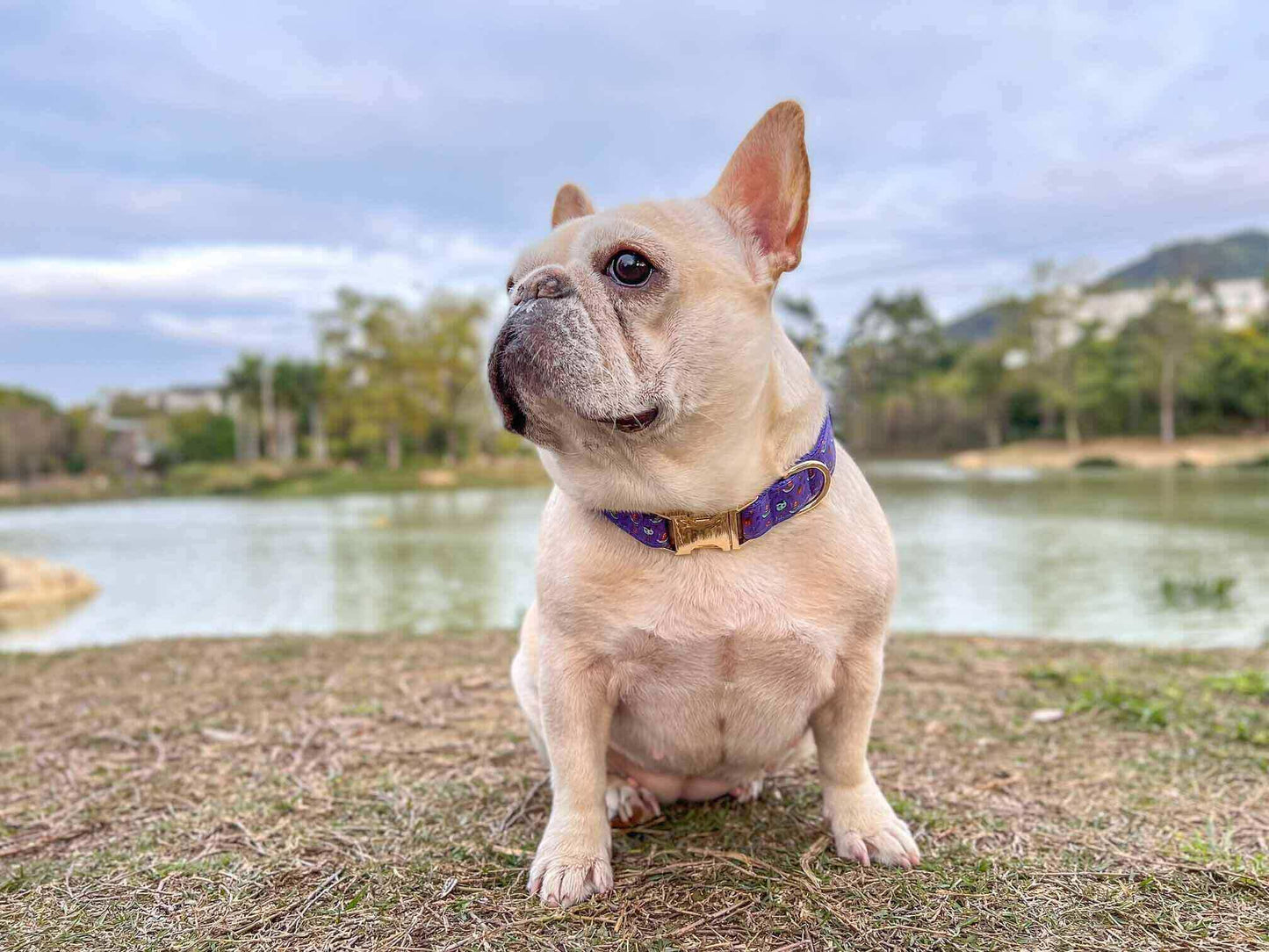 Dog Halloween Collar Set - Frenchiely
