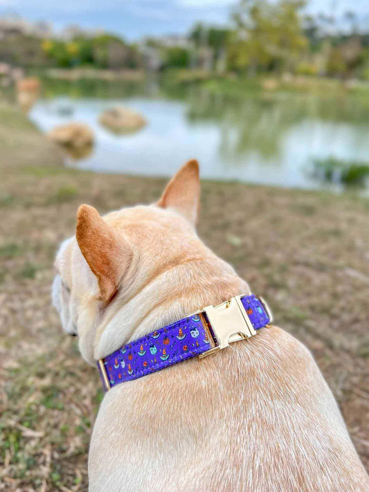 Dog Halloween Collar Set - Frenchiely