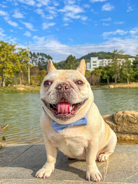 Luxury Purple Dog Collar - Frenchiely