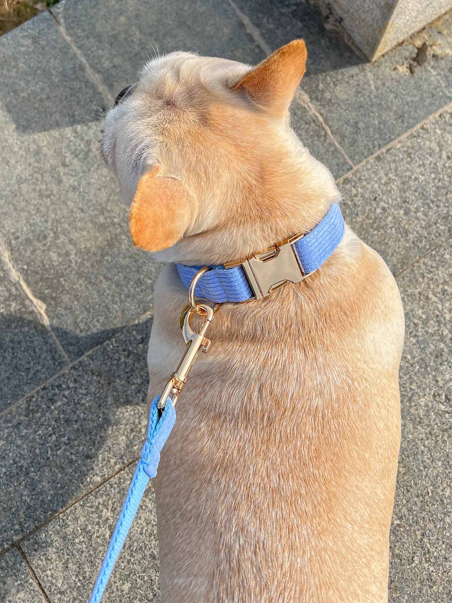 Dog Lilac Corduroy Leash - Frenchiely