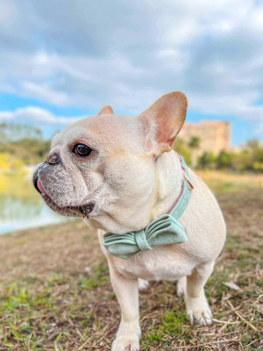 Dog Mint Green Leash Set - Frenchiely