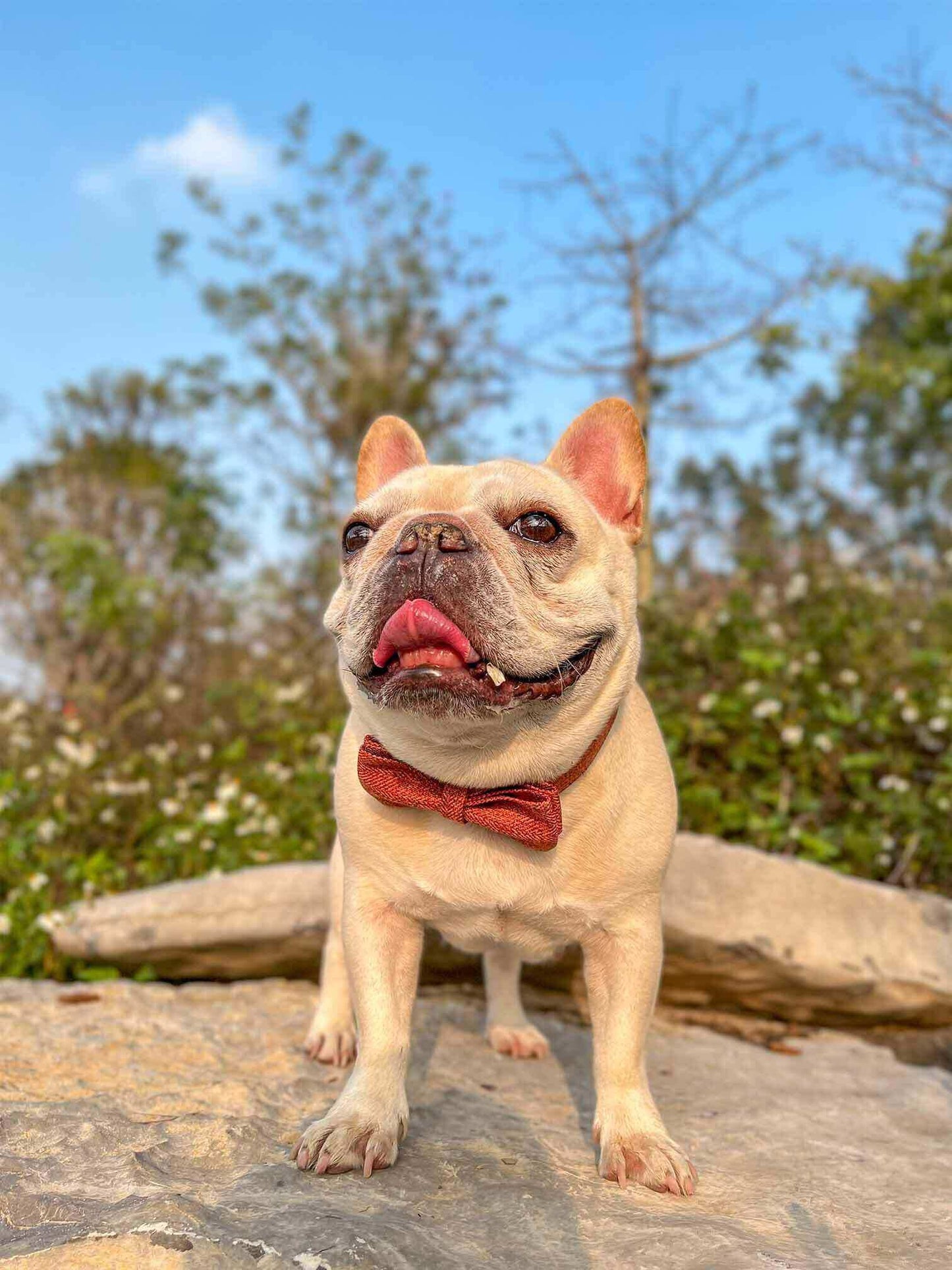 Dog Orange Collar Leash Set - Frenchiely