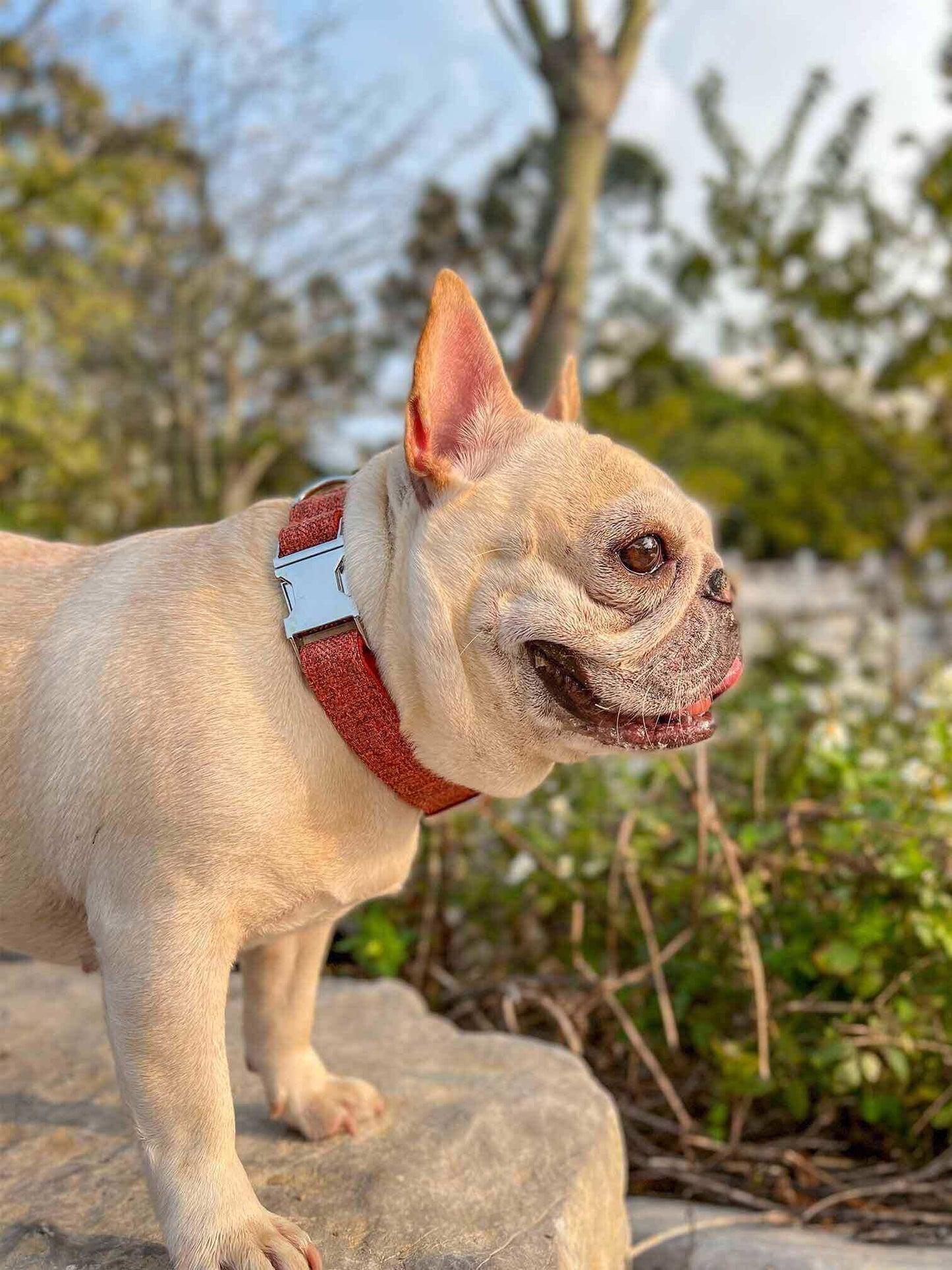 Dog Orange Collar Leash Set - Frenchiely