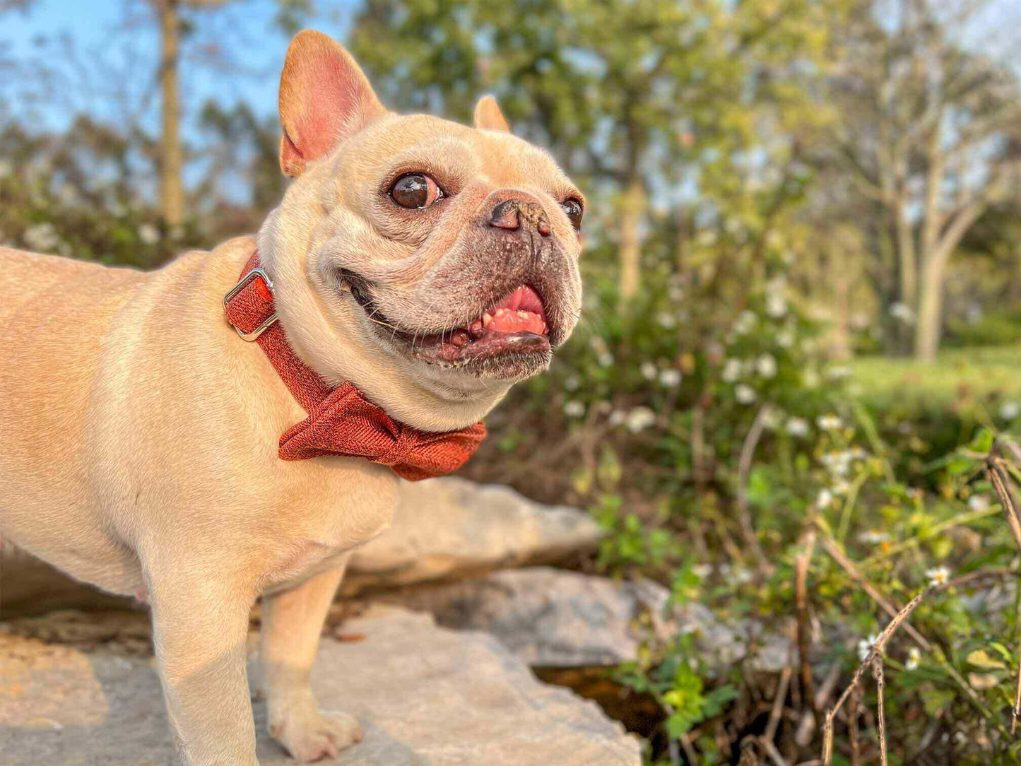 Dog Orange Collar Leash Set - Frenchiely