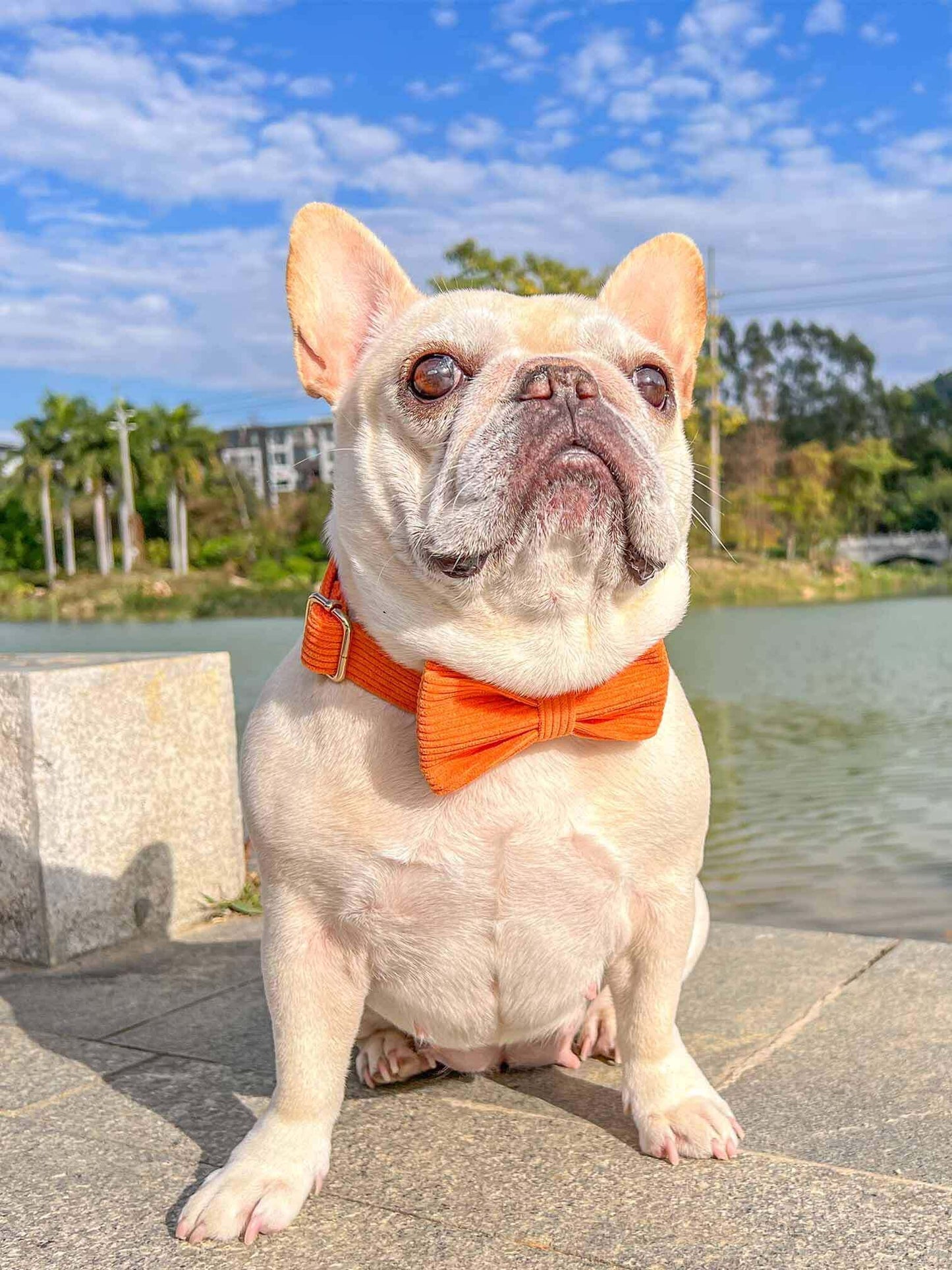 Dog Orange Corduroy Collar - Frenchiely