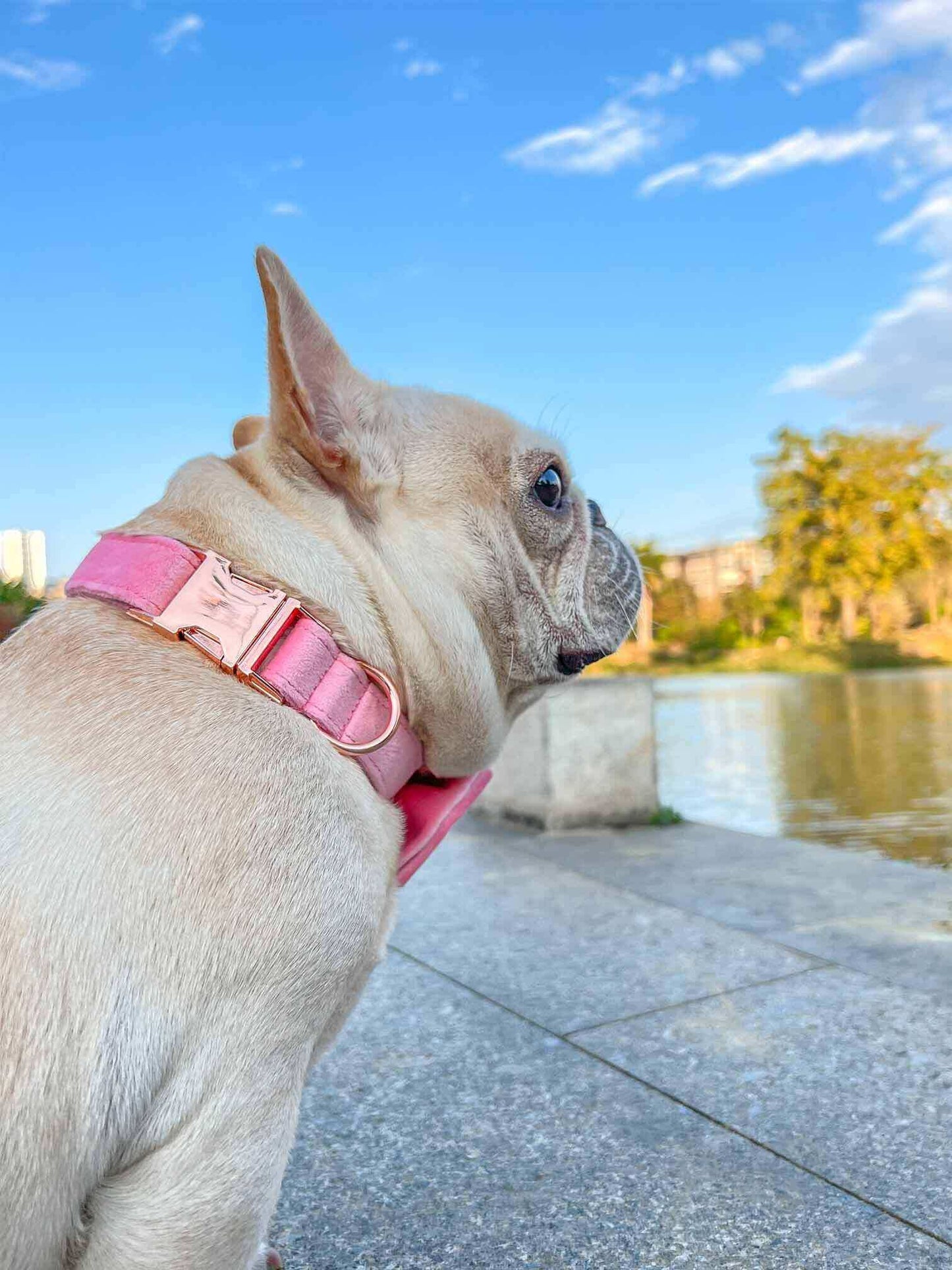 Dog Pink Velvet Collar - Frenchiely