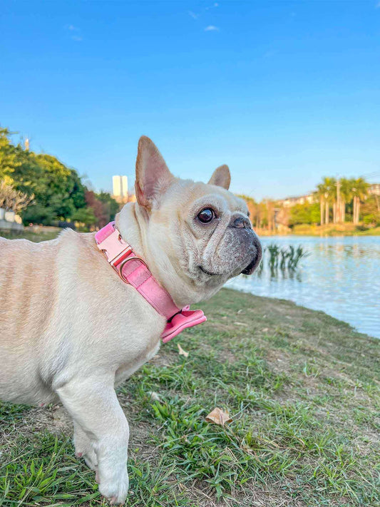Dog Pink Velvet Collar - Frenchiely