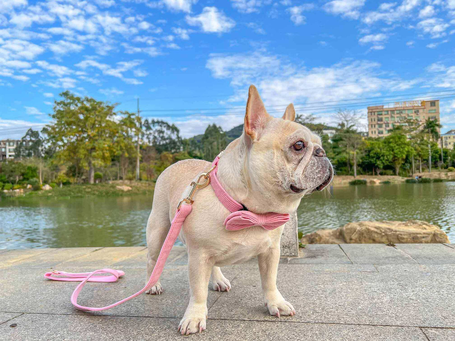 Dog Pink Collar Leash Set - Frenchiely