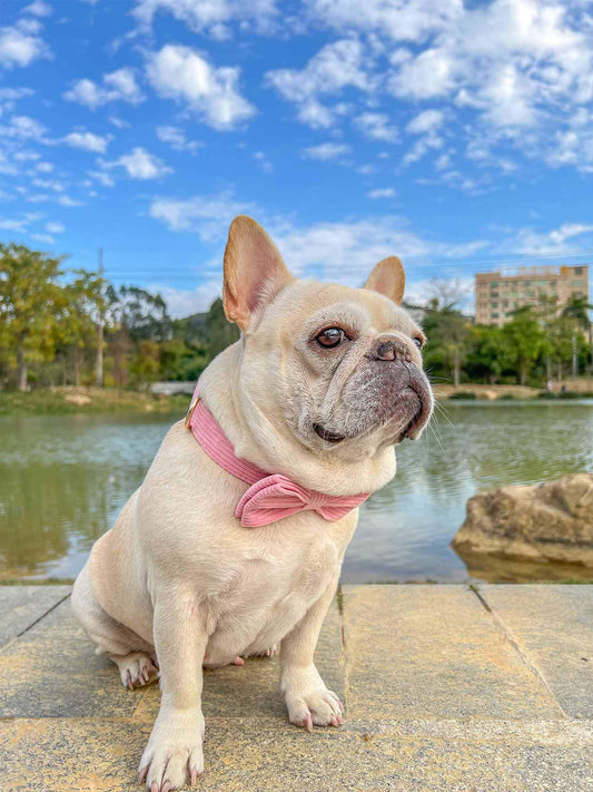 Dog Pink Corduroy Collar - Frenchiely