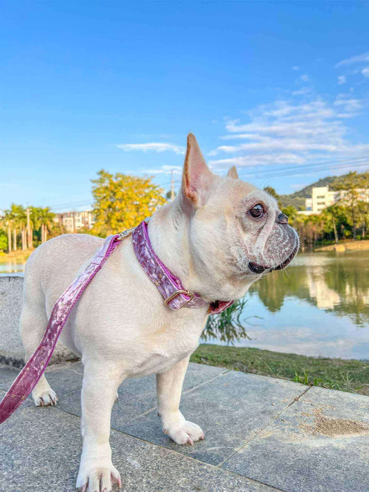 Dog Pink Star Leash Set - Frenchiely