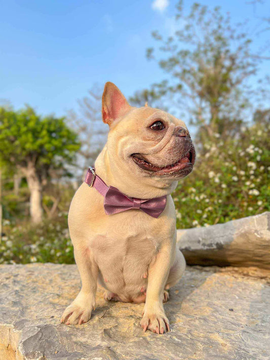 Dog Lilac Leash Set - Frenchiely