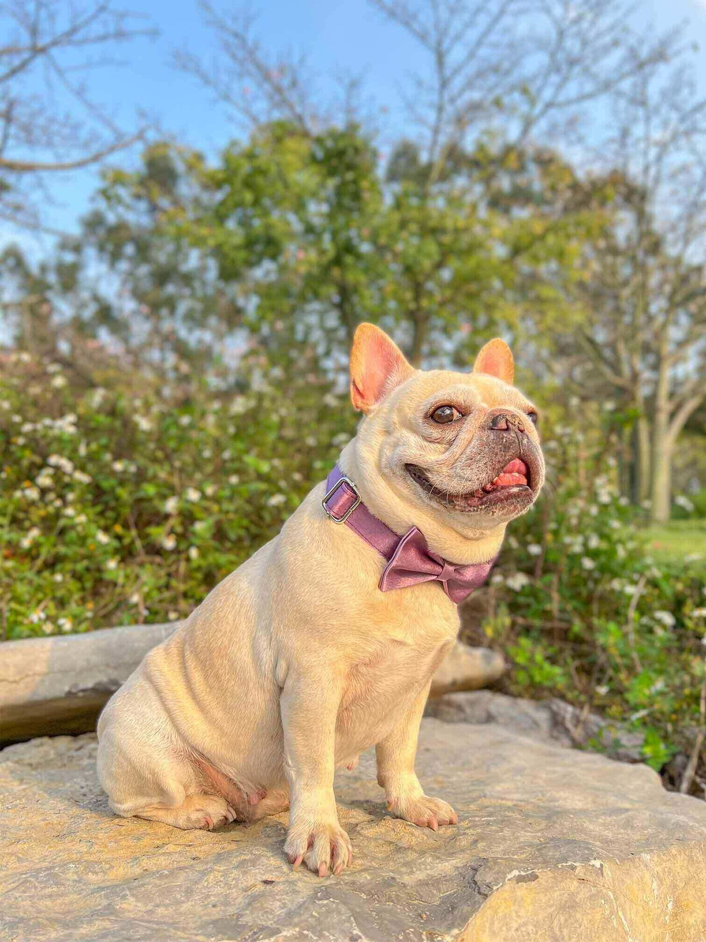 Dog Lilac Leash Set - Frenchiely