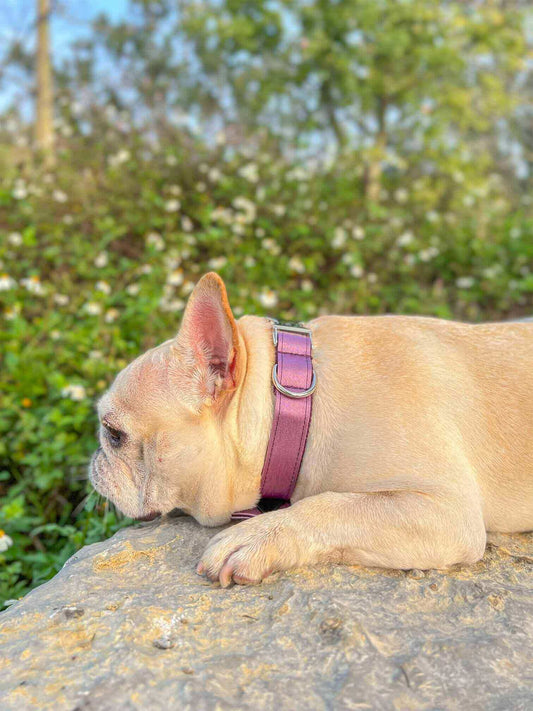 Dog Lilac Collar Bow Tie - Frenchiely