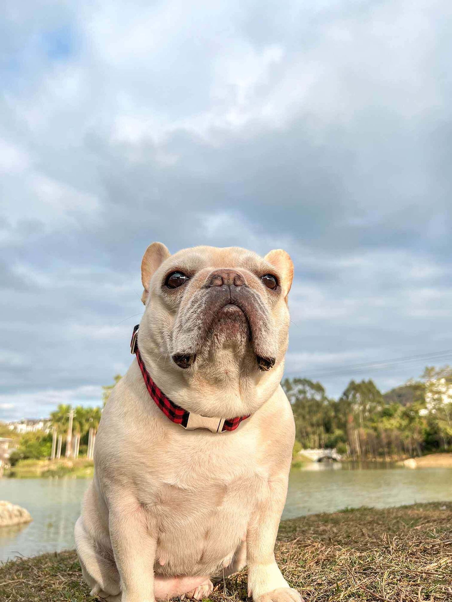 Dog Red Buffalo Collar - Frenchiely